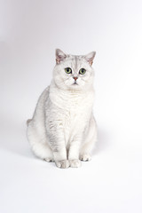 British Lorthair smoky cat isolated on white is sitting and watc