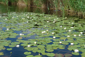 river wight lilies 