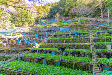 静岡県伊豆市　天城のわさび田
