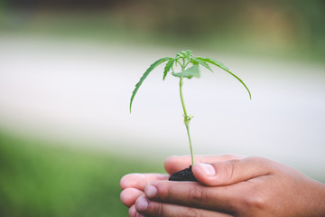 Fototapeta na wymiar Farmer Holding a Cannabis Plant, Hand gently holding rich soil for his marijuana plants