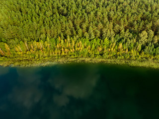 Aerial top down view of lake Gela coast with fallen trees, reflecting clouds and forest.
