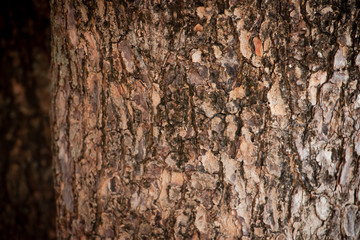 Close up of Tree Trunk in the forest. The wooden texture and background photo.
