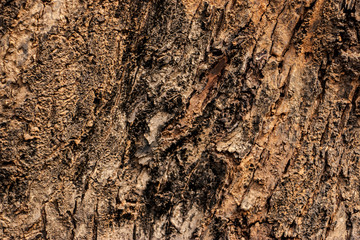 Close up of Tree Trunk in the forest. The wooden texture and background photo.