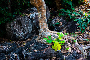 Tree root splitting apart the rock. Plant roots grow down into the rock and it can break down. 