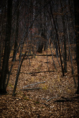 Obraz premium Autumn forest without people. Red dry leaves and grass.