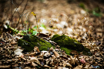 Autumn forest without people. Red dry leaves and grass.