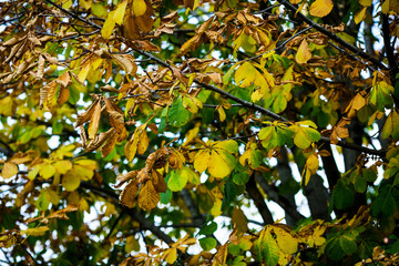 Autumn forest without people. Red dry leaves and grass.