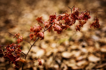 Autumn forest without people. Red dry leaves and grass.