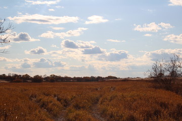 tree in the field