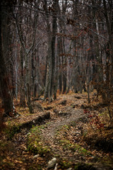 Autumn forest without people. Red dry leaves and grass.