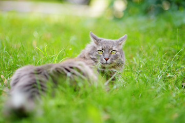 Naklejka na ściany i meble Cute cat outdoors on sunny autumn day