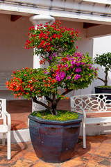 Multicolor Bougainvillea or paper flower bloom in a single plant. With layering and top working technique, we have different colored flowers bloom in the same tree.