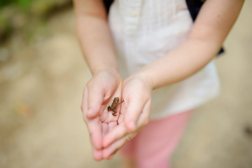 Adorable girl catching little babyfrogs on beautiful summer day in forest