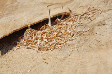 Wooden shavings