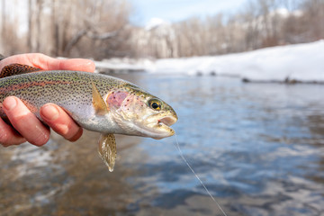 Winter Fly Fishing