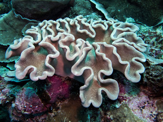Close up white leather soft coral on reef underwater with unique shape
