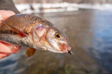 Winter Fly Fishing