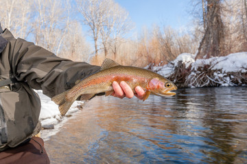 A winter fly fisherman holding a rainbow trout fish.