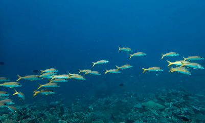 Line of bright yellow tropical goatfish swim in blue sea.