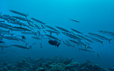 Fototapeta na wymiar School of Barracuda Swim over Reef in Blue Sea