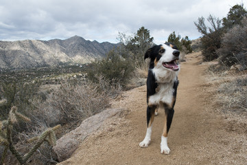 Happy Dog on a Hike