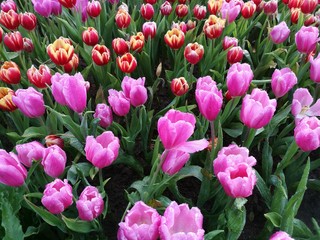 Flowers in the cold climate
