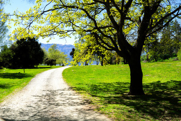 Fototapeta na wymiar Gravel path between trees along side Lake Hawea