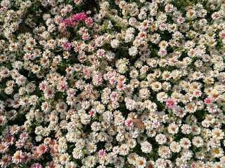 Flowers in the cold climate