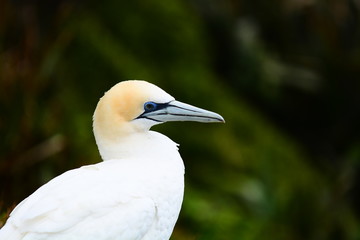 A close up photo of a Gannet (Morus serrator), a seabird and a fantastic fish hunter. 