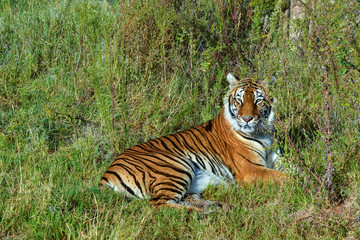Tiger Resting in the Long Grass