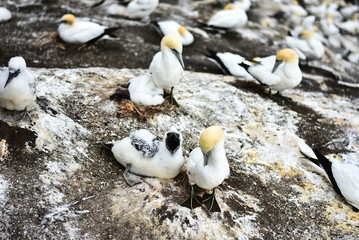 A close up photo of a Gannet chick (Morus serrator), demonstrating its enormous throat.