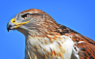Close-up Portrait of a Female ferruginous hawk