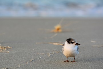 A close up photo of a white-fronted tern (Sterna striata), which is the most common tern in New Zealand.