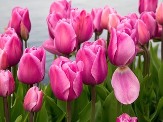 Fototapeta premium Tulips decorate the seaside walk in Sidney, Vancouver Island, British Columbia