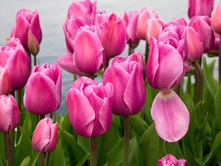 Tulips decorate the seaside walk in Sidney, Vancouver Island, British Columbia