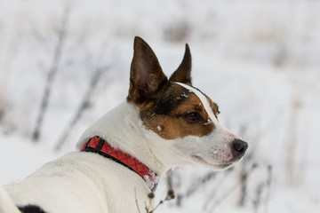 Candid portrait of a Jack Russell Terrier dog looking at something in distance with snow on her face on a cold winter day 