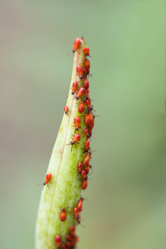 Red Assassin Bug nymphs feeding on a milkweed plant.