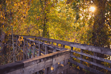 autumn in the park