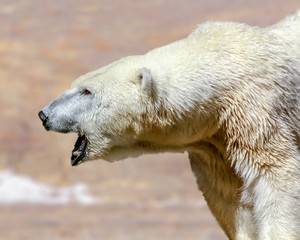 Polar Bear Roaring