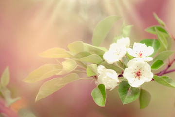 Flowering pear, colorful flowers natural springtime background, blurred image, copy space, selective focus