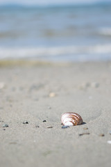 shell on the beach