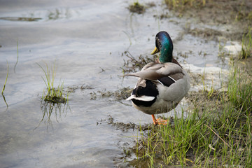 duck on lake