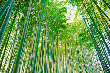 bamboo forest background.