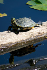 turtle in water