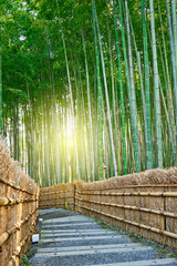 Bamboo forest and Stair way in Arashiyama of Kyoto, Japan.