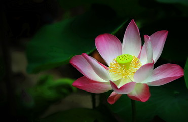 Thai lotus flowers that bloom