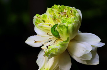 The lotus flowers that bloom and wilt