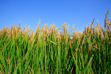 paddy field
