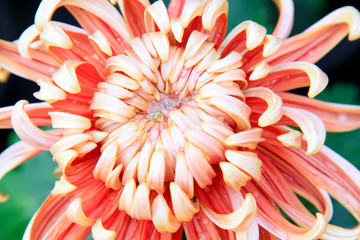 Chrysanthemum