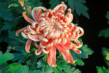 Chrysanthemum
